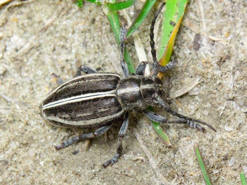 Dorcadion cinerarium (Fabricius, 1787)